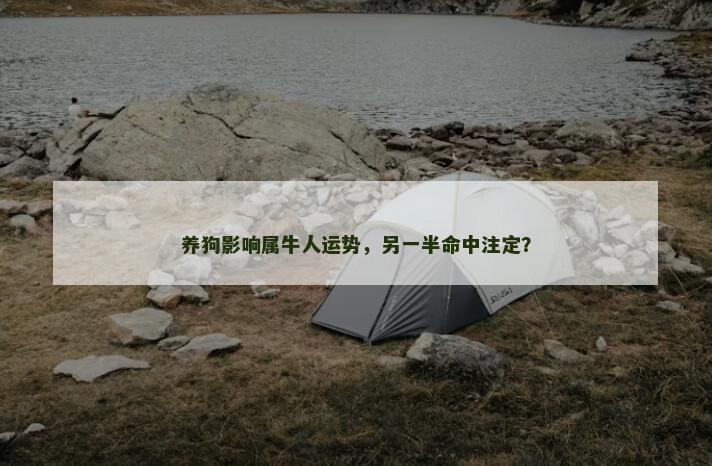 养狗影响属牛人运势，另一半命中注定？